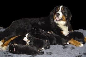 Berner Sennenhond krijgt 15 puppies!