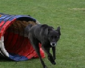 Demonstratie en workshops Combisport voor sportieve mensen met honden!