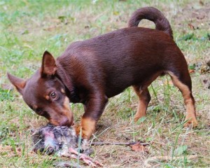 Je hond rauw vers vlees voeren is enorm in opkomst