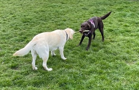 Labrador retriever mijn droomras deel 1